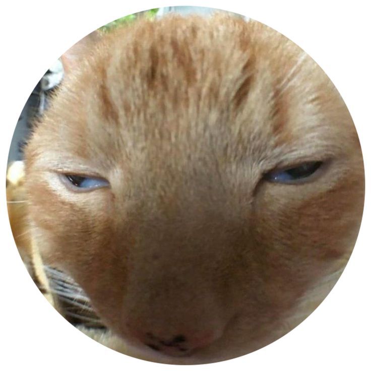 unique y2k cat pfp inspiration