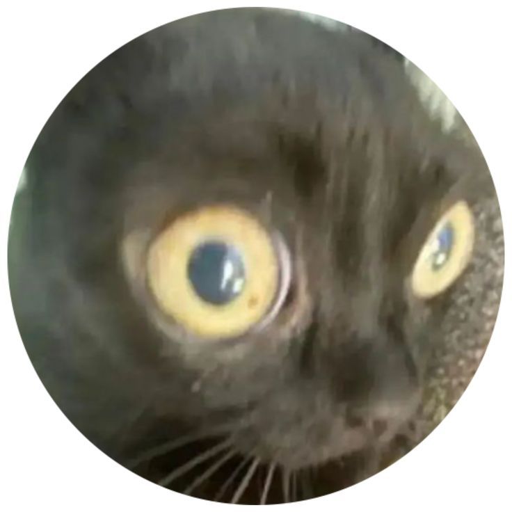 y2k cat pfp aesthetic